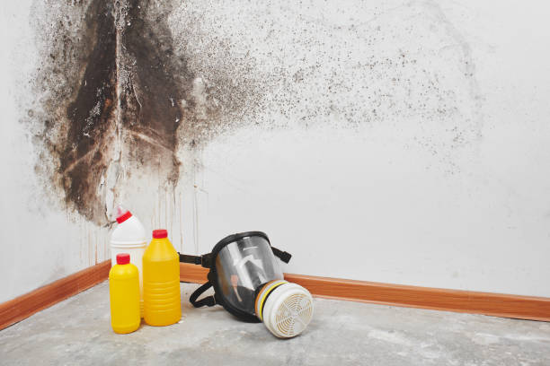 Best Residential Mold Remediation in Corning, CA