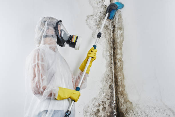 Best Basement Mold Remediation in Corning, CA