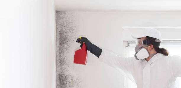 Best Crawl Space Mold Remediation in Corning, CA