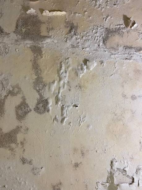 Best Preventive Mold Services in Corning, CA