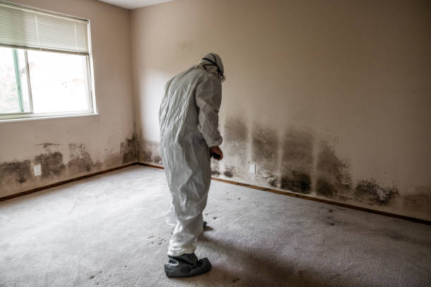 Best Attic Mold Remediation in Corning, CA