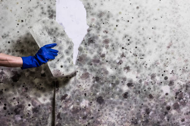 Best Emergency Mold Remediation in Corning, CA