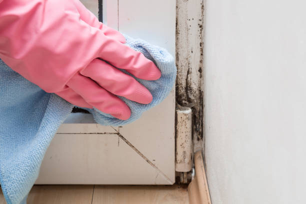Best Localized Mold Remediation (e.g., coastal areas, humid climates) in Corning, CA